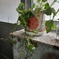 گل و گلدان ۵۰۰