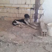واگذاری سگ تازی نر