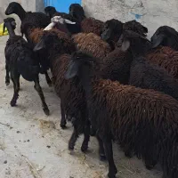 ۲۰راس گوسفند ماده جنس قزل افشار