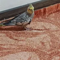 عروس هلندی(نر)