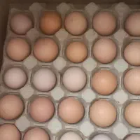 تخم مرغ محلی