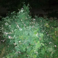 مجتمع گل نرگس