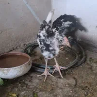 جوجه مرغ و خروس گلین