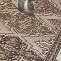 بچه خرگوش شیطون