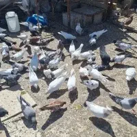 کبوتر دهن خورده