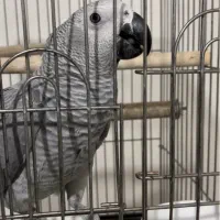 کاسکو