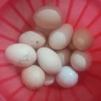 تخم مرغ طبیعی