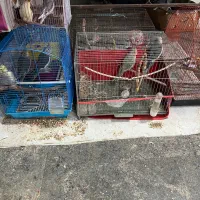 عروس‌هلندی