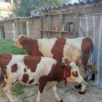 گاو مونت بیلیارد