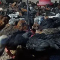 جوجه خروس گلپایگانی ۵۰روزه