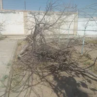 چوب درخت سنجد