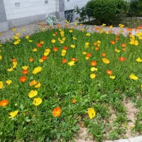 زمین مسکونی.روستای فیلخانه
