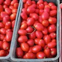 گوجه فرنگی تازه