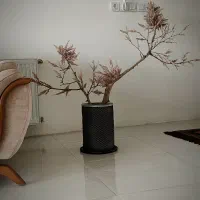 درختچه پامپاس