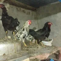 فروش
