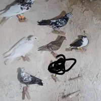 کبوتر پرشی