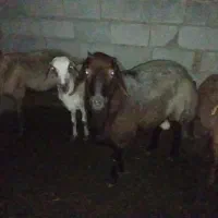 فروش قوچ سه ساله