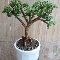 گیاه طبیعی بنسای جید