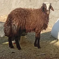 فروش وذبح گوسفند در محل شما