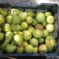 گ ل آ ب ی شیرین و خوش طعمه