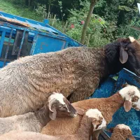 نر تخمی جوان یک و یک،معاوضه با بره