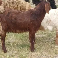 بزغاله نر