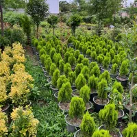 کامیس نوکدار جینکو یاس کاکتوس پالم شمشاد  زعفرانی