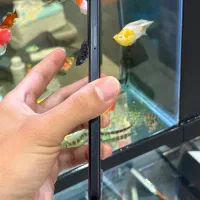 Poco M5|موبایل|شیراز, زند|دیوار
