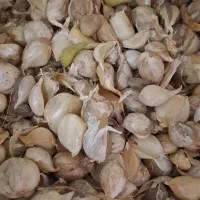 موسیر