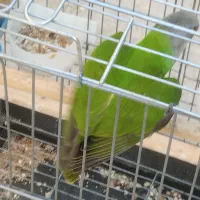 طوطی سنگال نر