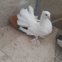 ۱عدد کفتر دم چتری کاکالی