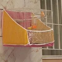 یک قناری سرخ نر بخون ویک جفت مرغ عشق انگلیسی