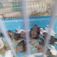 مرغ بنچ|پرنده|چابهار, |دیوار