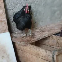 سلام فروش مرغ