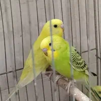 یک جفت  سبز و زرد استرالیایی