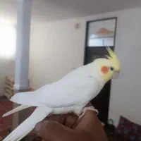 عروس هلندی نروماده سفید