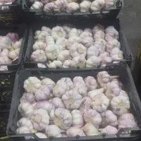 پخش سیر عمده