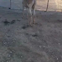 کره نو ماه 9 کره نهر