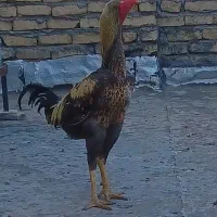 تخم لاری نطفه دار اوشامو افغان