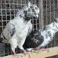 کبوتر قاره پرشی