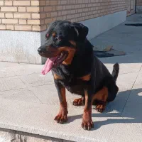 واگذاری سگ روتوایلر نر اصیل آلمانی