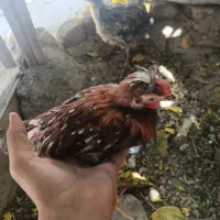 جوجه چهار ماهه