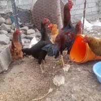 خروس لاری اصل