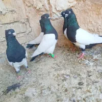 6تا کله دم سیاه