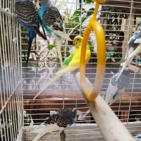 مرغ عشق نر و ماده جوان سرحال مولد