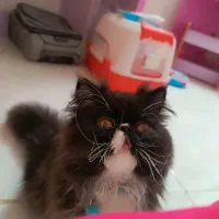 گربه پرشین جهت جفت گیری