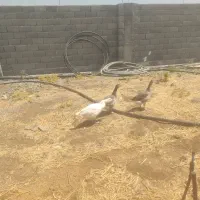 دو عدد غاز محلی تخمگذار