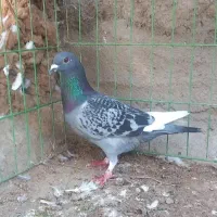 کبوتر پرشی