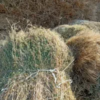 یونجه ۳۰۰بسته دستی