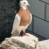 کبوتر